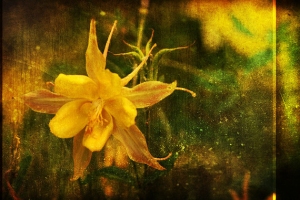 my-golden-grunge-flower