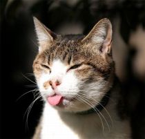 tongue-cat