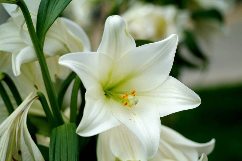 EasterLily