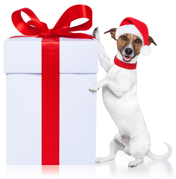 dog-with-christmas-gift-2015